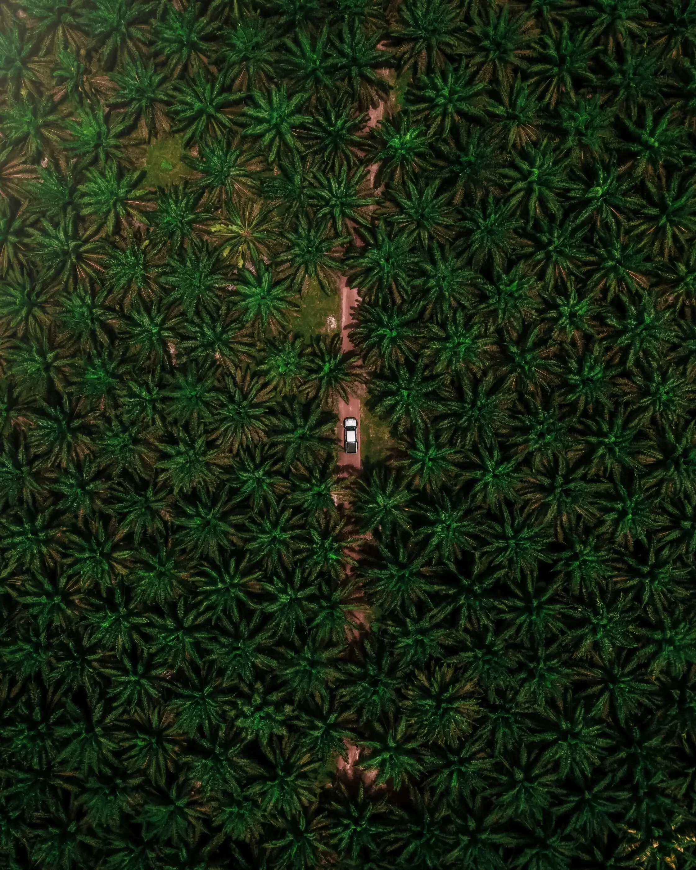 Aerial view of oil palm plantation, Sabah
